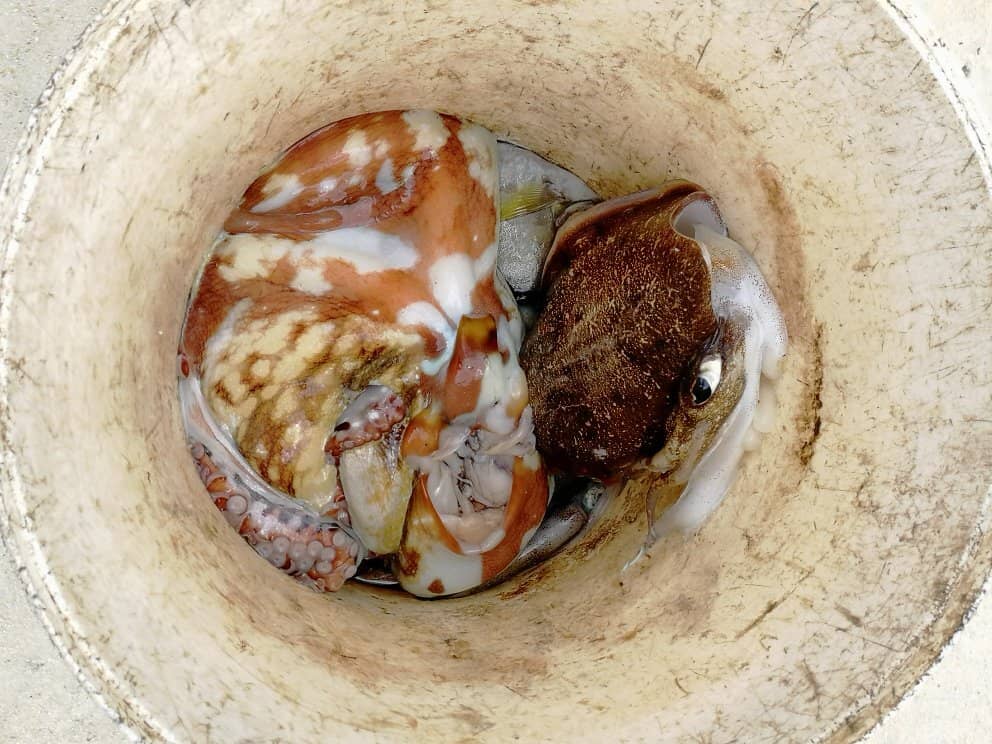 Pristine White Sands