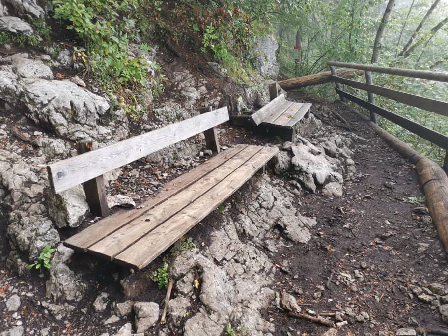 Tranquil Forest Walk