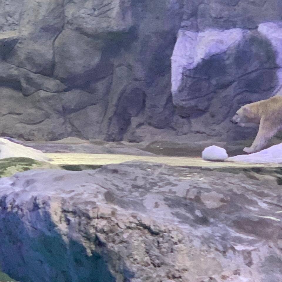 Polar Bears: Nur & Pelegrino