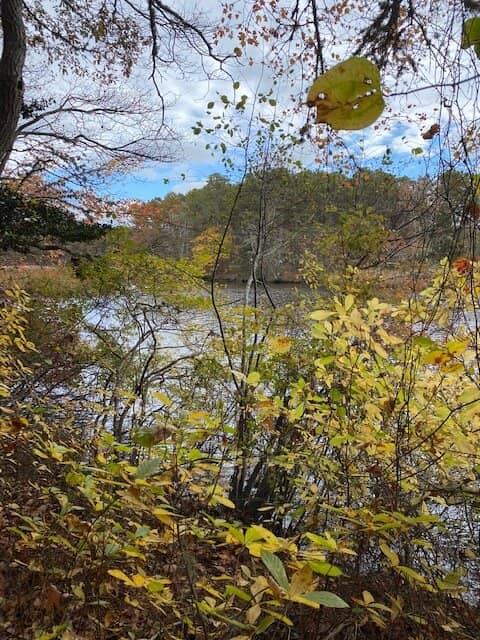 Wildlife Observation