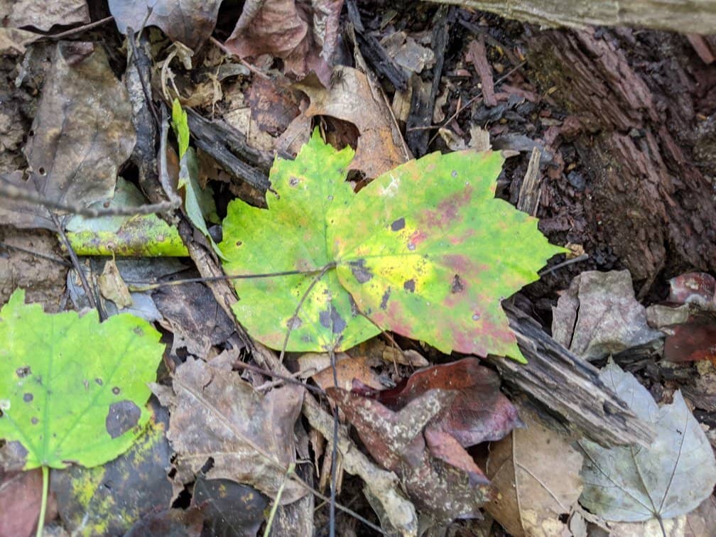 Mountains-to-Sea Trail Connector