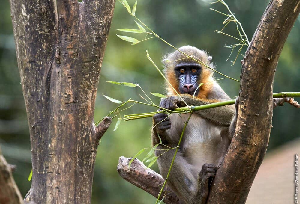 Immersive Enclosures