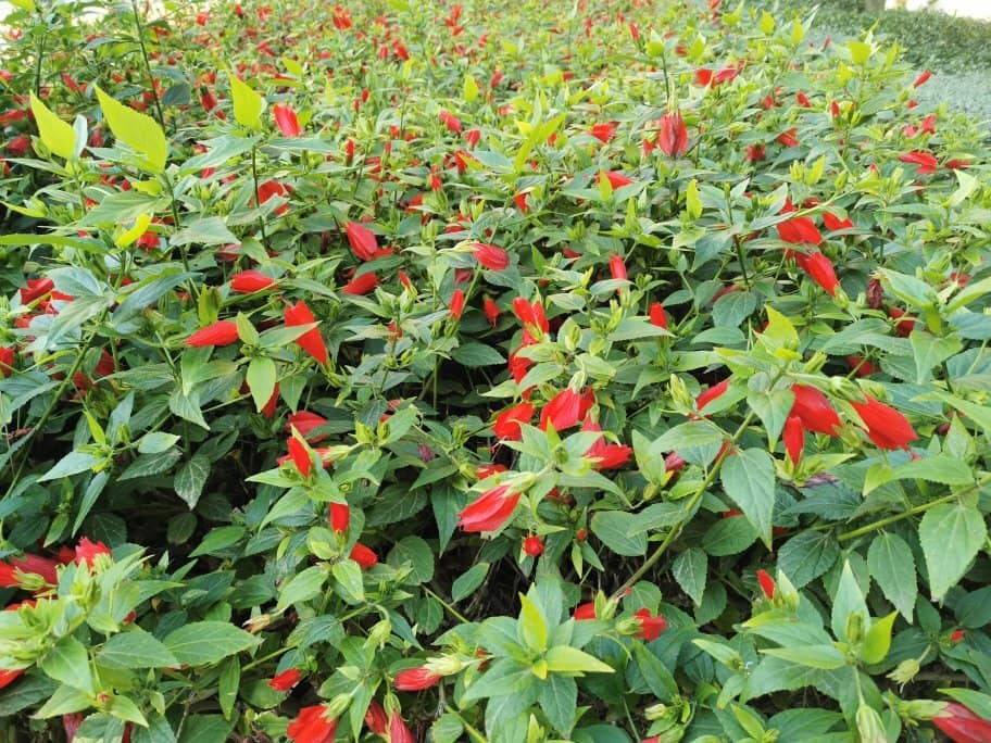 Children's Play Area