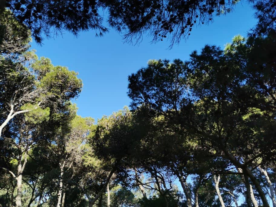 Barbecue and Picnic Areas