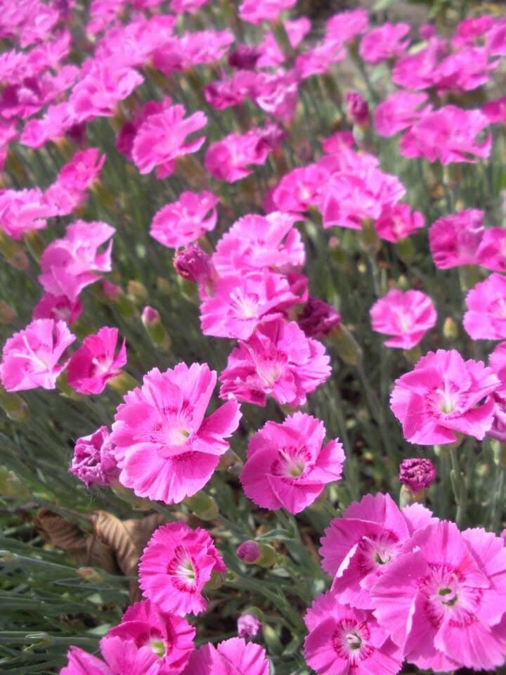 Agricultural History Exhibits