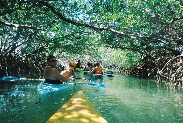 Mangrove Tunnels