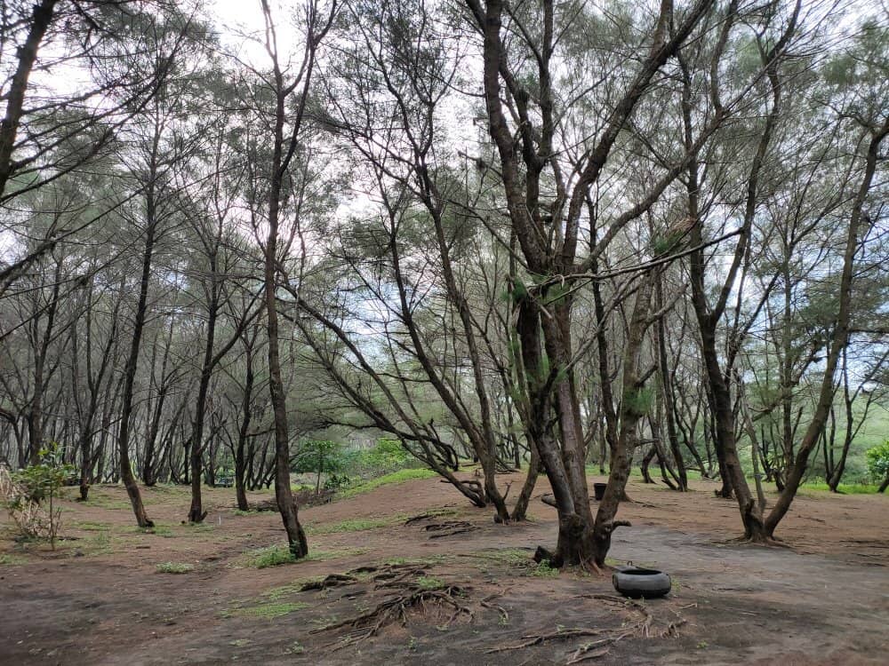 Green Turtle Conservation