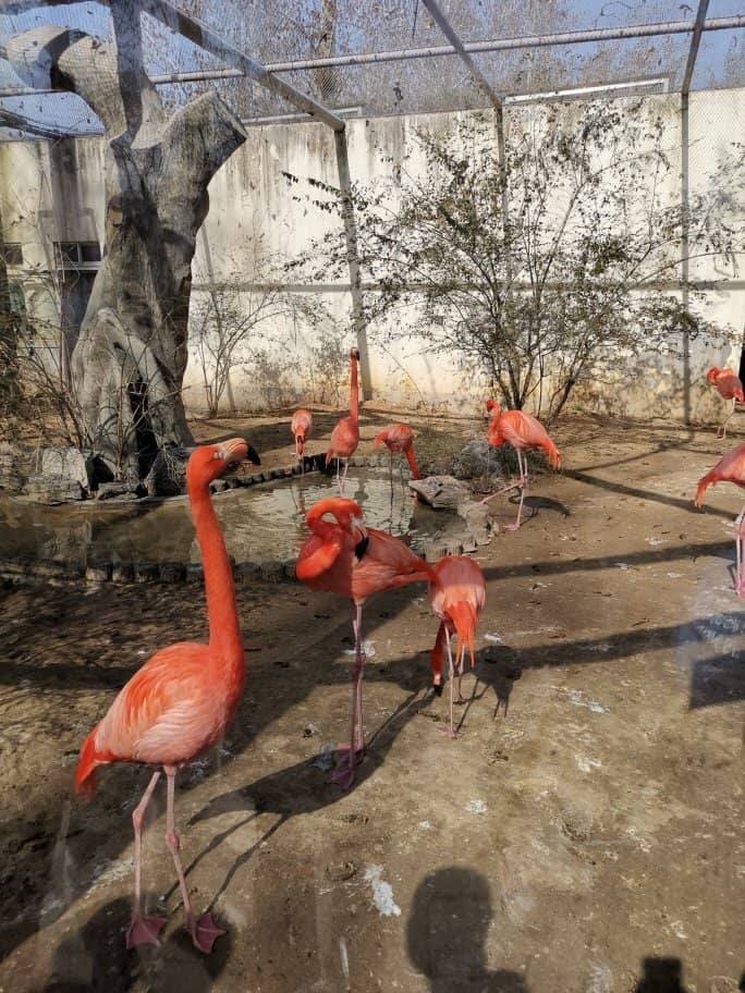 Giant Panda Enclosure