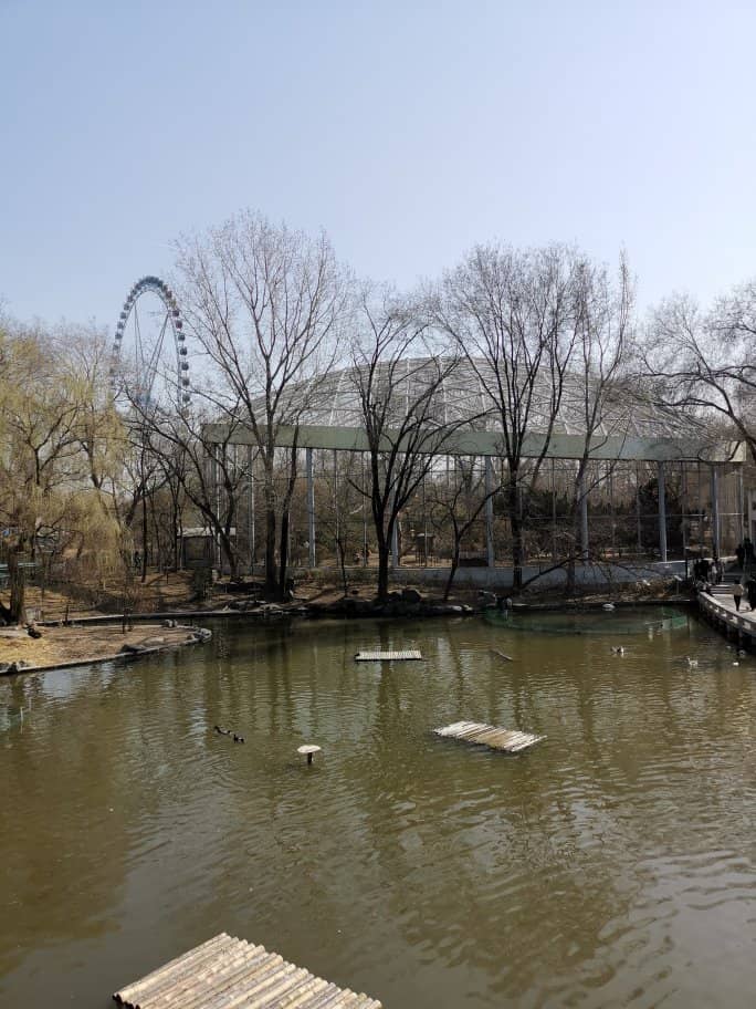 Baby Elephant's First Steps