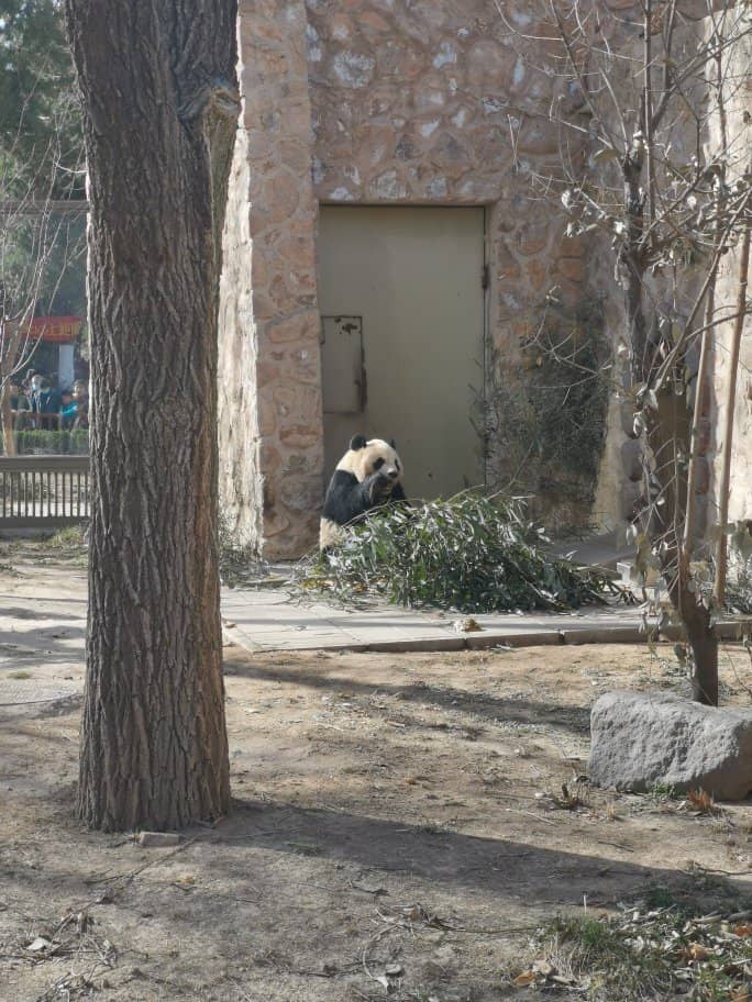 Baby Elephant's First Steps