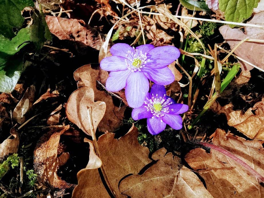 Scenic Hiking Trails