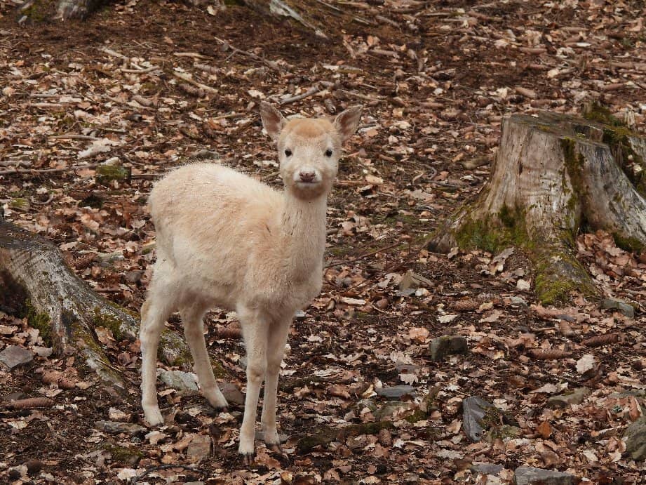 Rugged Forest Trails