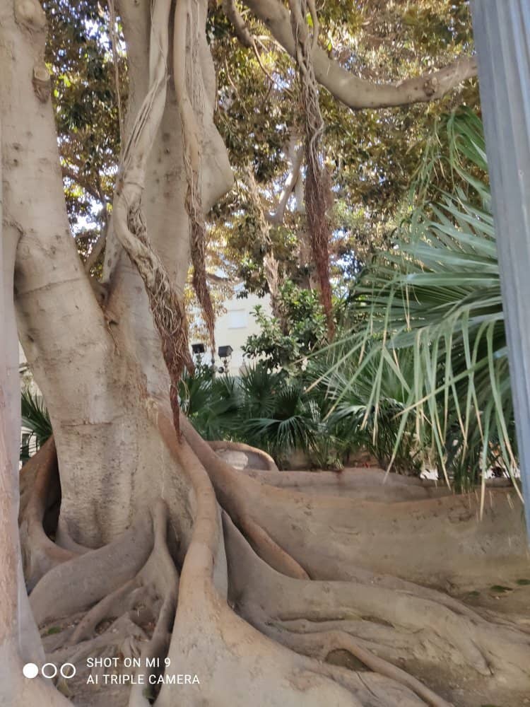 Ancient Fig Trees