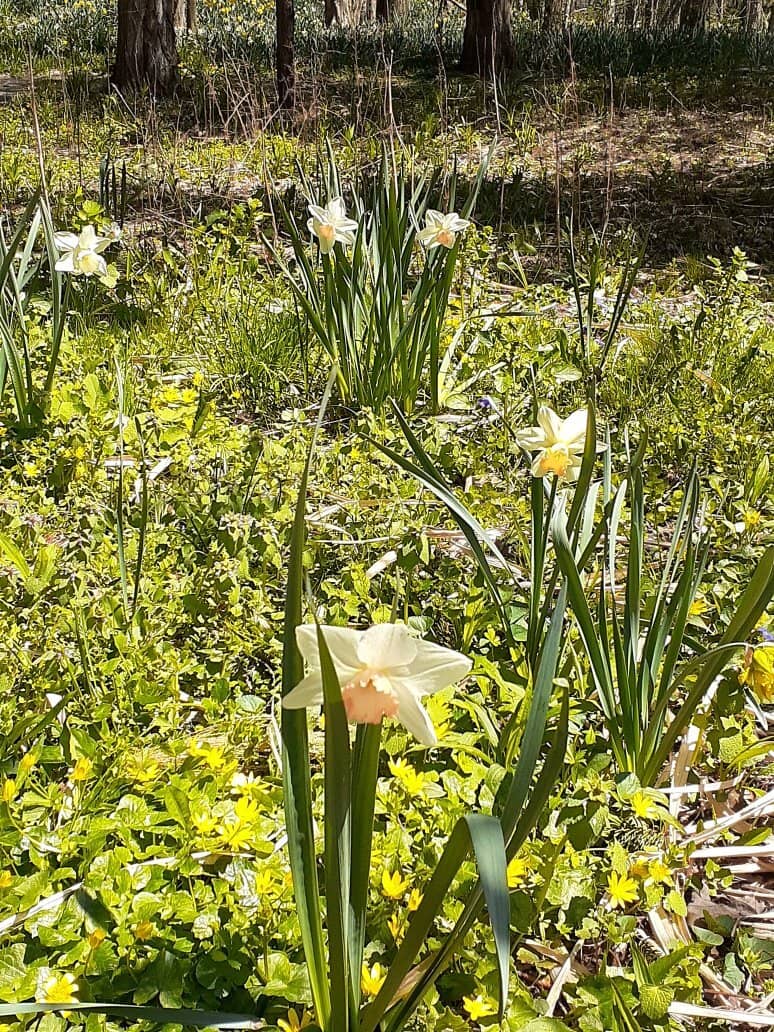 Eclectic Structures in Woods