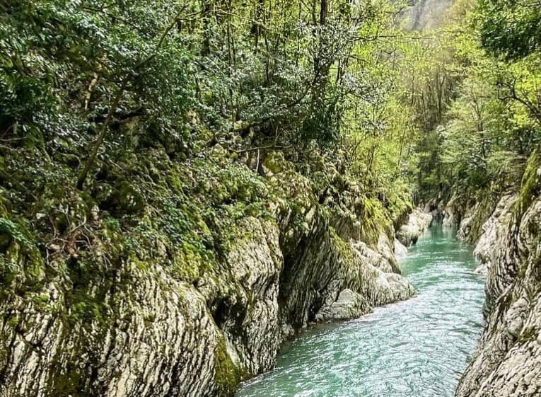 Ancient Boxwood Forest