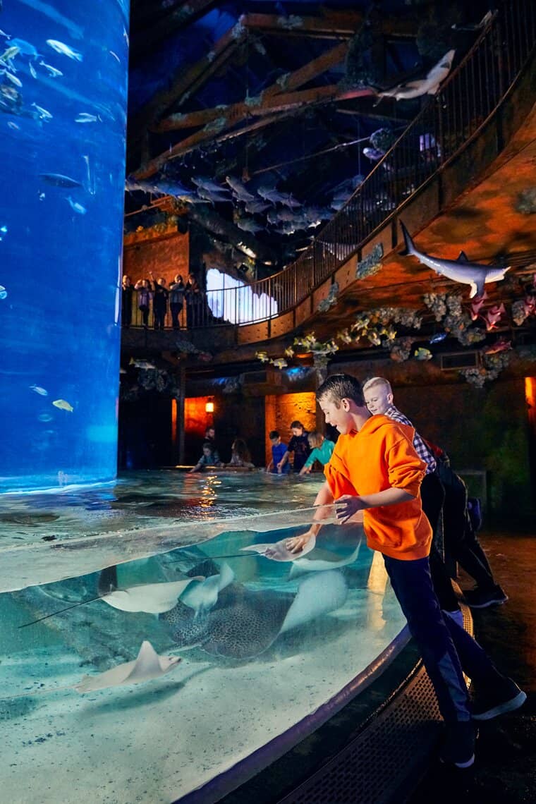 Louisiana Swamp & Amazon Rainforest