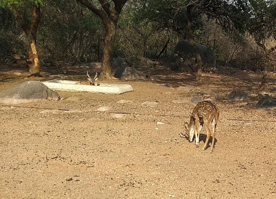 Jungle Safari Adventure