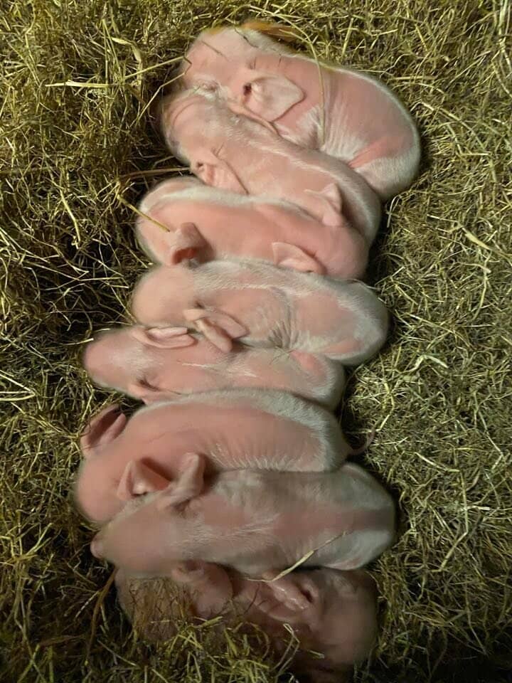 Wallaby Walk-Through Enclosure