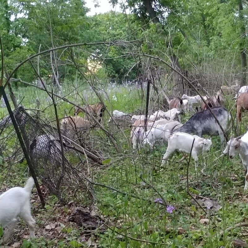 Holiday Fantasy in Lights