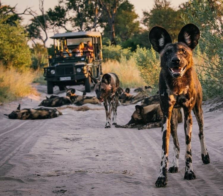 Aerial Views of the Delta