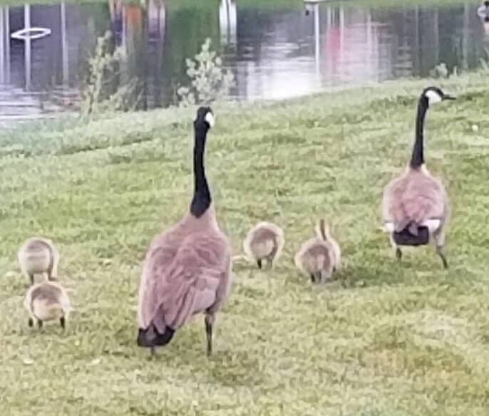 Gentle Rolling Hills