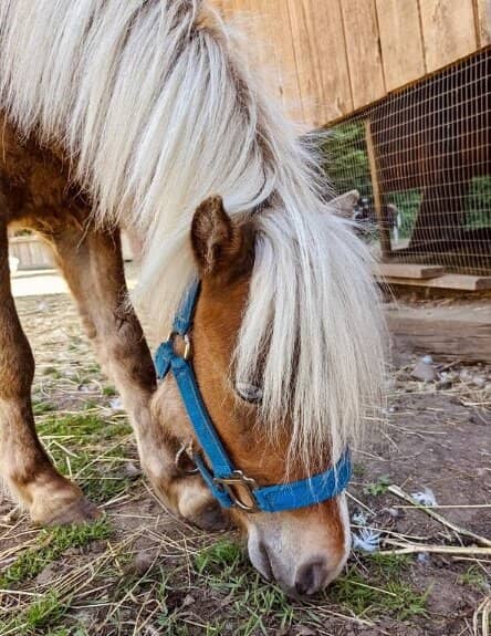 Sunflower Fields & Pollinator Education