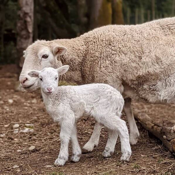 Meet the Farm Animals