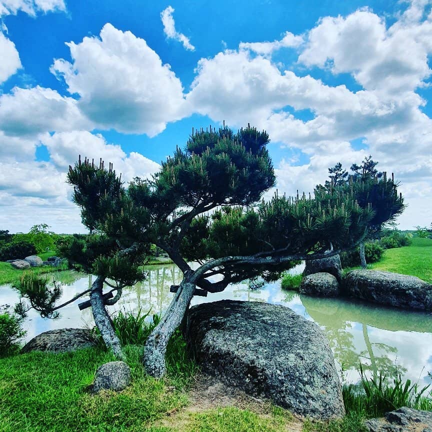 Tea House Experience