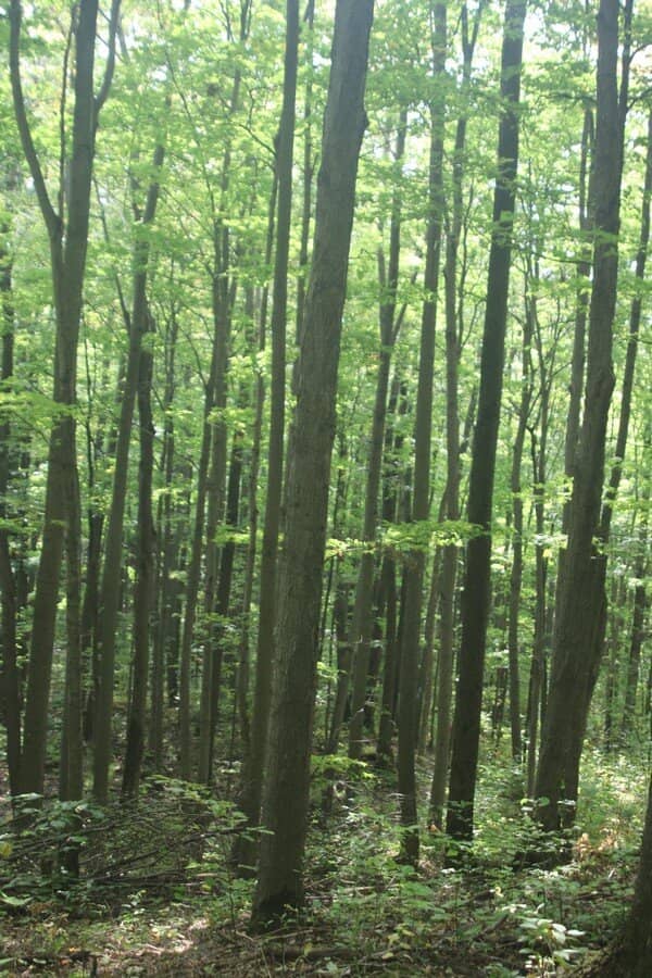 Rock Climbing Opportunities