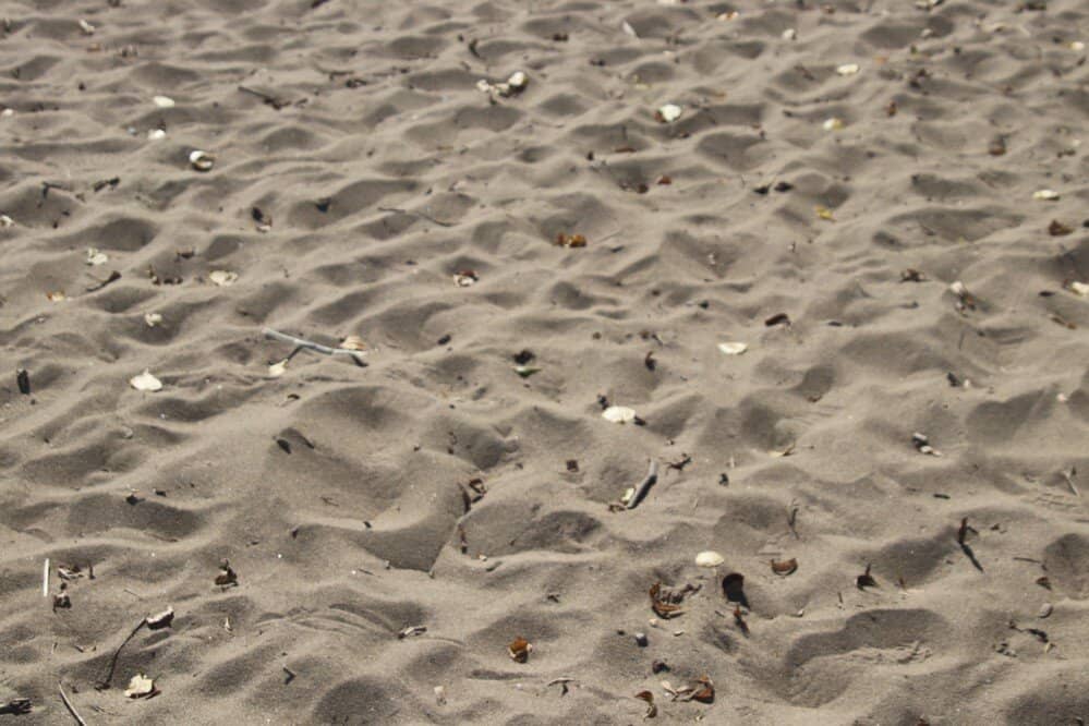 Wetland Birdwatching