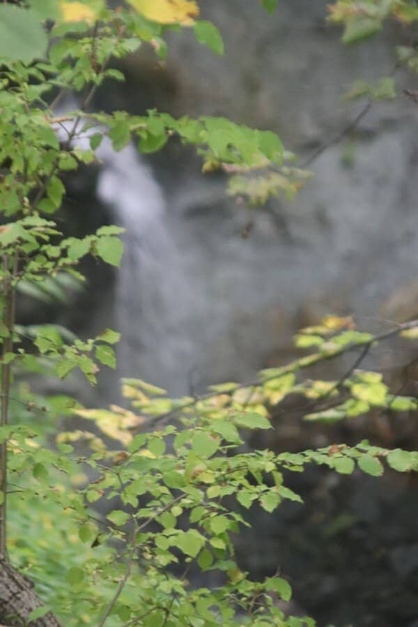 Natural Regeneration Area