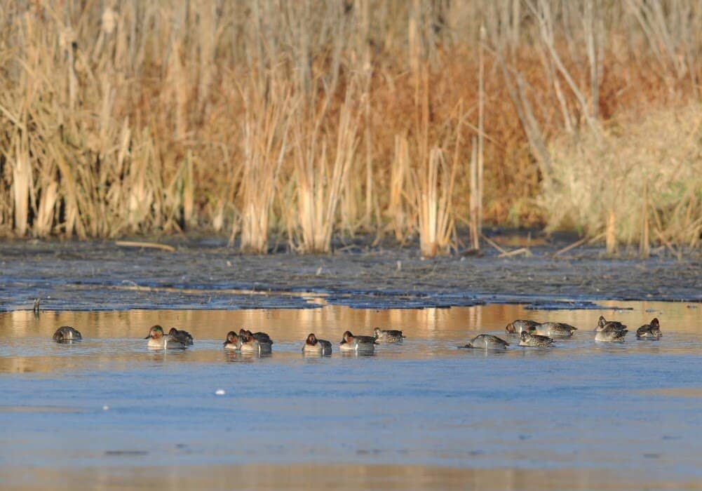 Education Center Animals
