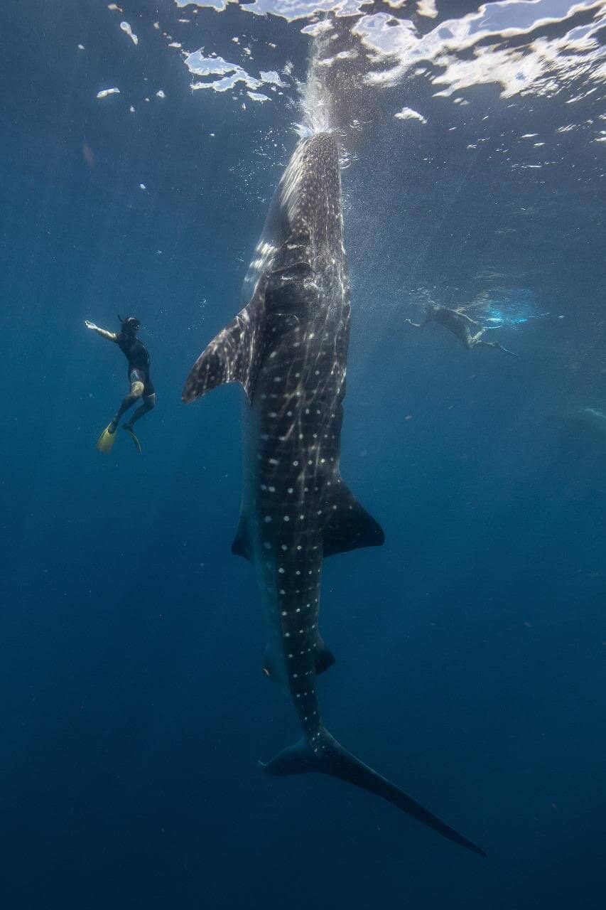 Underwater Museum (MUSA)