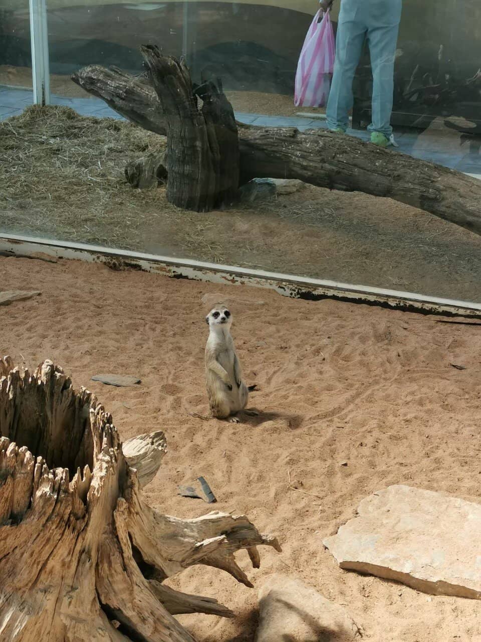 Horseback Riding Lessons