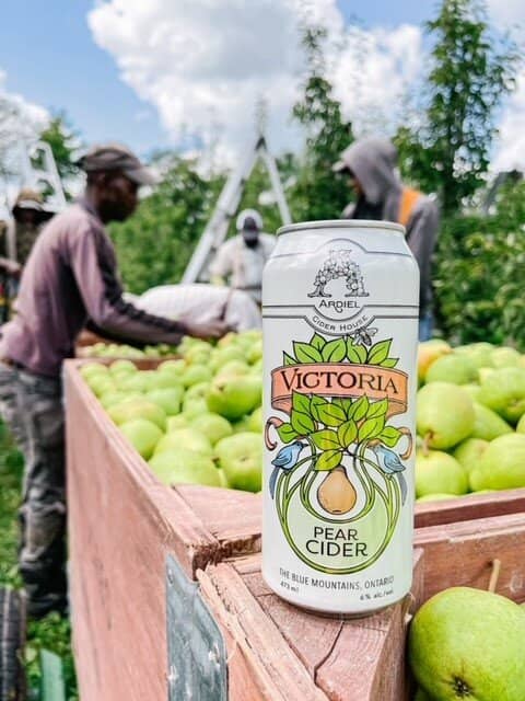 Vineyard Tour Experience