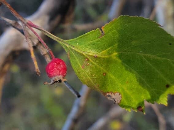 Rio Tinto Naturescape
