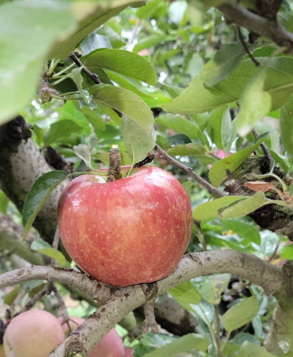 Fall Festivals & Corn Maze