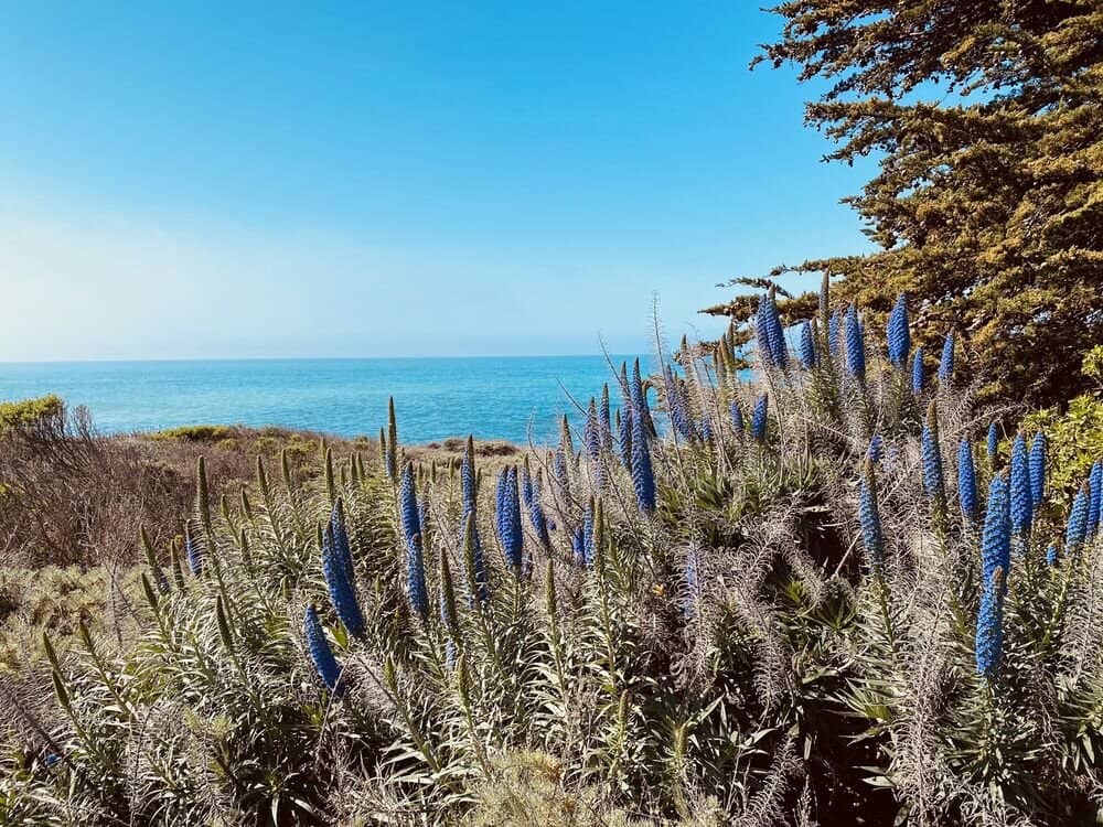 Moonstone Beach Boardwalk