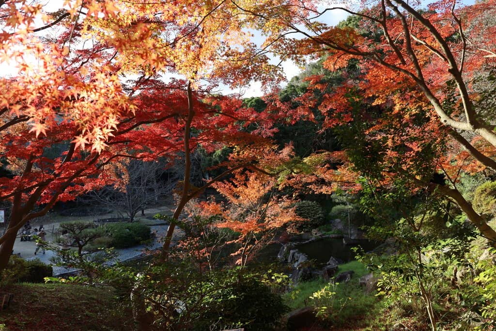 Children's Forest Adventure Course