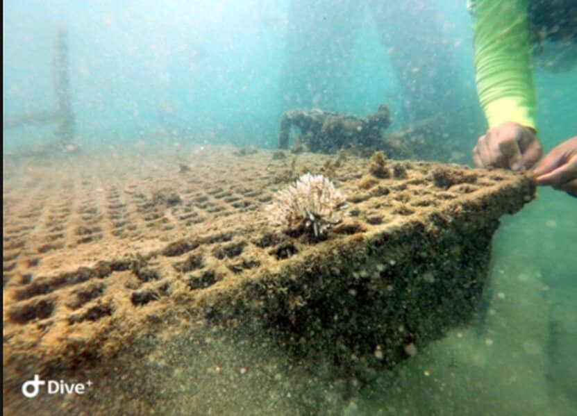 Guided Snorkeling Tours