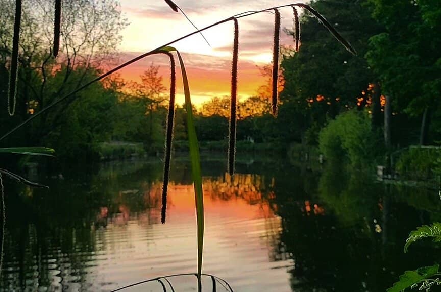 Duck Pond & Wildlife