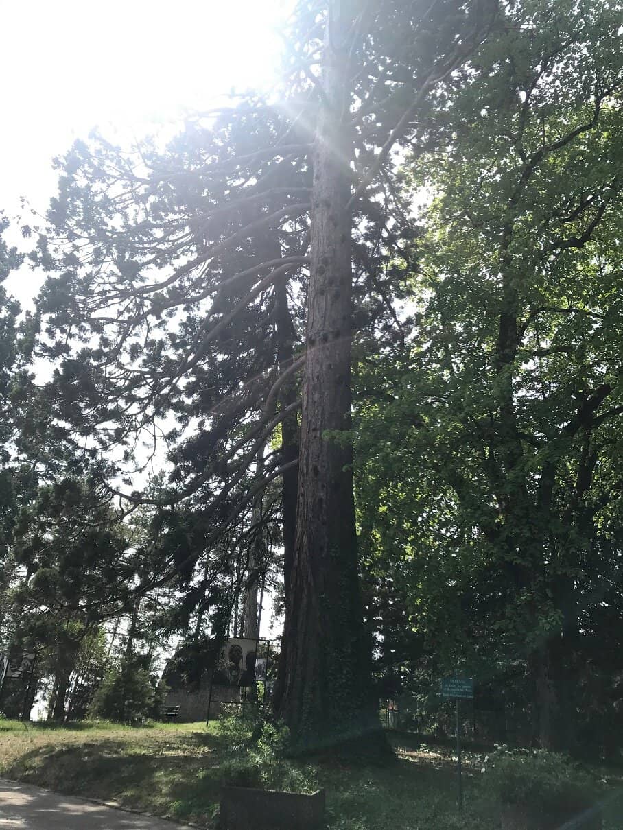 Ancient Egyptian Mummy