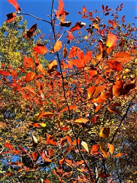 Autumn Foliage