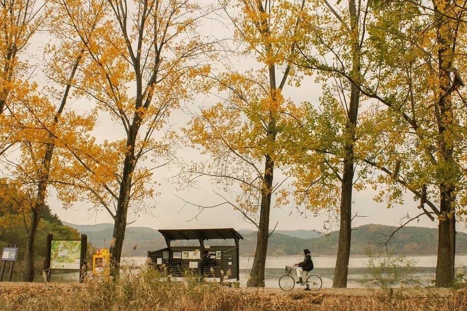 Prickly Lotus Blooms