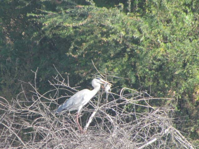 Migratory Bird Spectacle