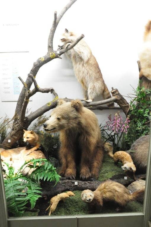 Live Reptile and Amphibian Displays