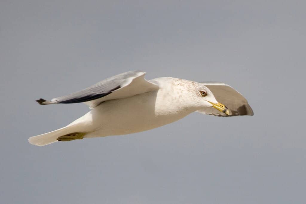 Sea Turtle Rehabilitation