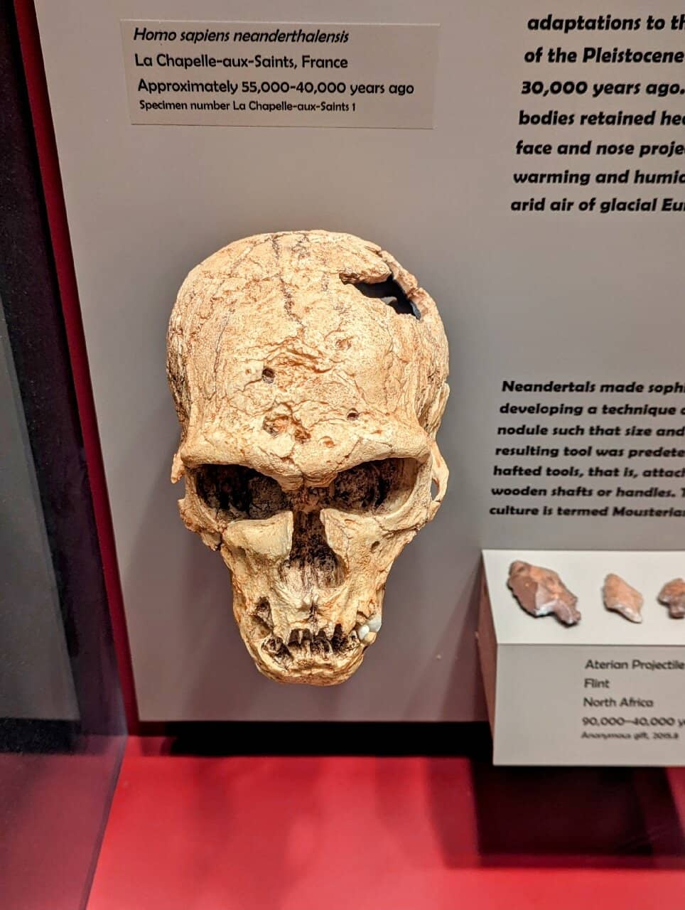 Karl Appel: Cats Exhibit