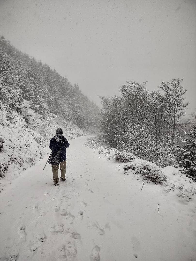 Douglas Fir Pinewoods