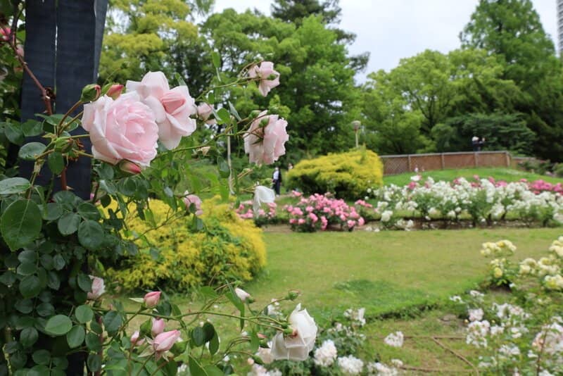 Rose Garden